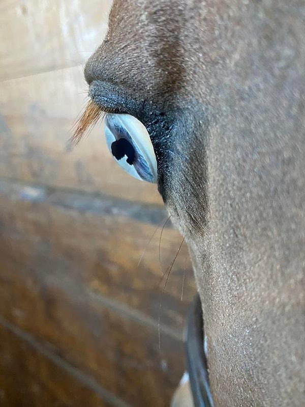 15. "Atın gözünün yakın bir çekimi."
