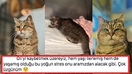 Her Milletten İnsanı Kendine Hayran Bırakan Ayasofya'nın Neşe Kaynağı Şaşı Kedi Gli Yaşam Savaşı Veriyor!