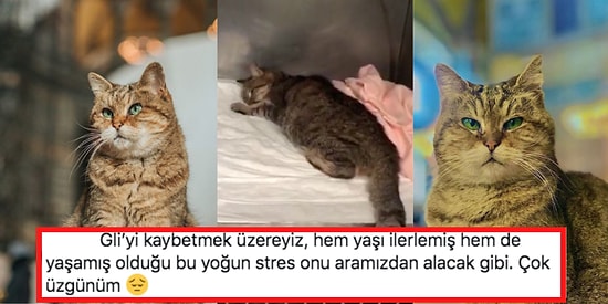 Her Milletten İnsanı Kendine Hayran Bırakan Ayasofya'nın Neşe Kaynağı Şaşı Kedi Gli Yaşam Savaşı Veriyor!