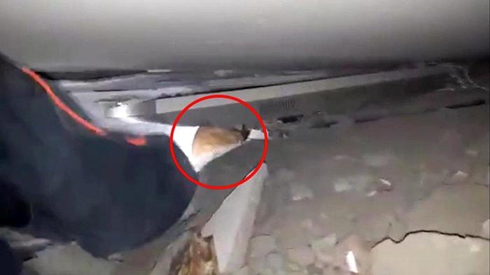 İzmir Depreminde Enkaz Altında Kalan Kediyi AFAD Ekipleri Büyük Bir Özveri ile Kurtardı