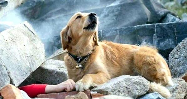 4. Afet bölgesinde arama kurtarma işinin stresli olması nedeniyle köpekler 8 ila 10 yaşına geldiklerinde emekli oluyor.