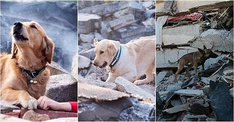 Hayvan Dostlarımıza Çok Şey Borçluyuz: Arama Kurtarma Köpekleri ve Sürece Nasıl Katkı Sağladıkları Hakkında 10 Bilgi