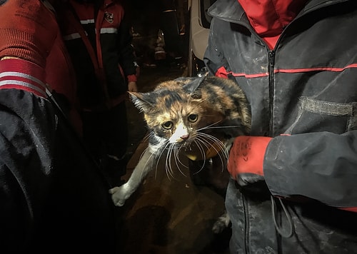 Enkaz Altındaki Kedi, Yaklaşık 30 Saat Sonra K-9 Köpeği Tarafından Kurtarıldı