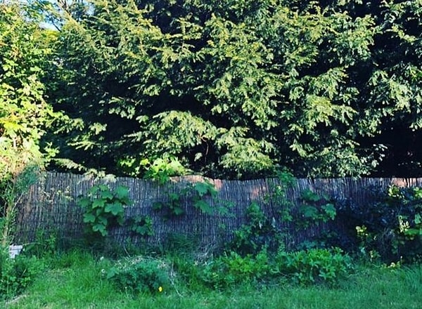 Их сад, нуждающийся в уходе.