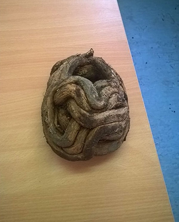 8. Вот что происходит, если корни дерева на кладбище попадают в полость черепа