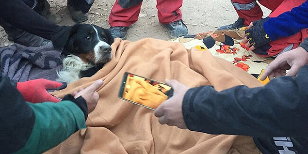 Depremde Enkaz Altında Kalan Ares Köpek 65 Saat Sonra Kurtarıldı - onedio.com
