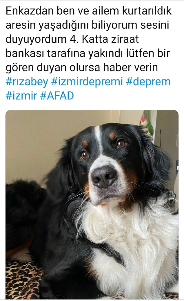 ares köpek