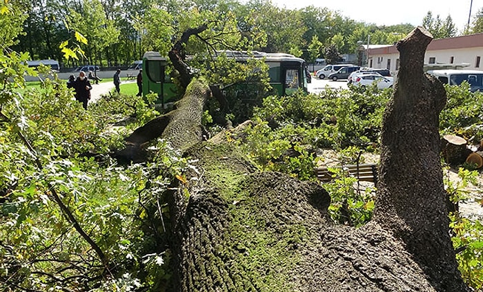 Deprem Oldu Zannettiler: 166 Yıllık Anıt Meşe Ağacının Gövdesinden Ayrılan Bölümü Otobüsün Üzerine Devrildi