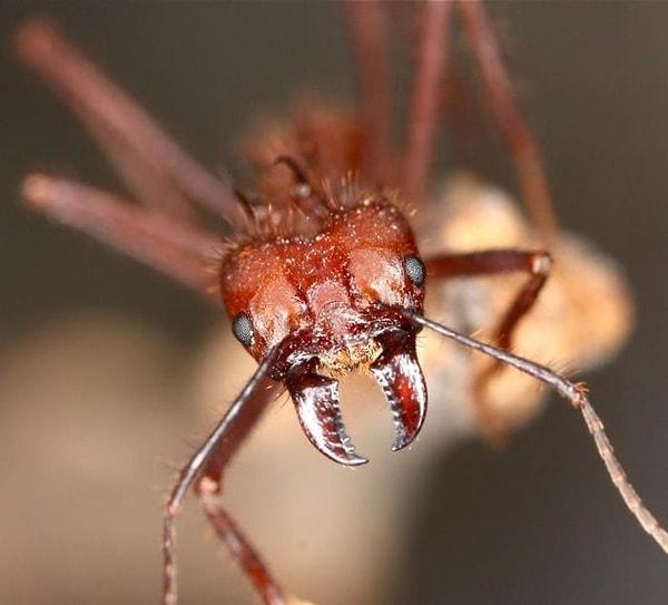 13. Yaprak kesen karıncaların tek bir ısırığı o kadar acı vericidir ki insan derisini yırtabilir.
