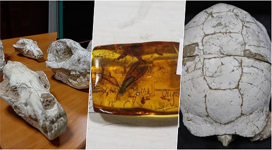 Bir Müzeyi Doldurur: Adnan Oktar'ın Evinden Çıkan Fosiller 417 Milyon Yıl Önceye Gidiyor