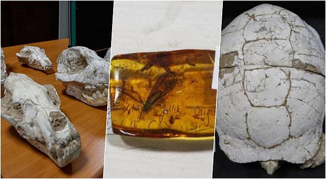 Bir Müzeyi Doldurur: Adnan Oktar'ın Evinden Çıkan Fosiller 417 Milyon Yıl Önceye Gidiyor