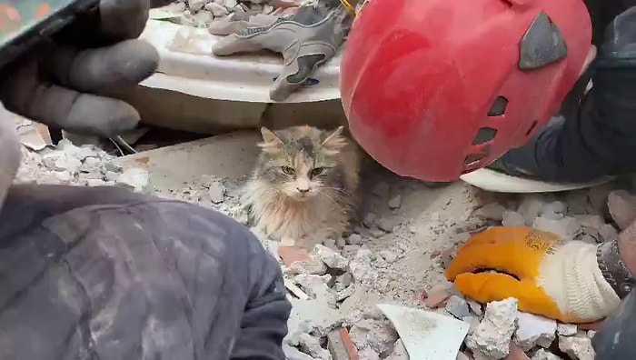 İzmir Depreminin 4. Gününde Enkaz Altından Kurtarılan Kedi