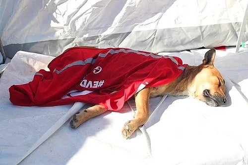 Boğazımız Düğüm Düğüm! İzmir Depreminde Geriye Gözümüzün Önünden Kolay Kolay Silinmeyecek Bu Kareler Kaldı