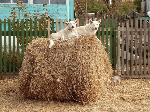 12. А помните запах сена?