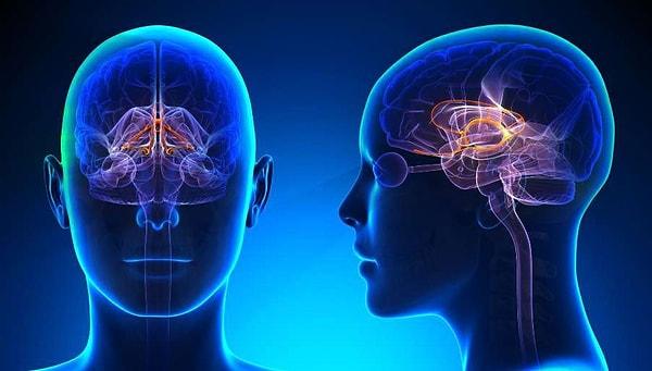 Birinci karar dairesi beynin limbik sistemi tarafından idare edilir. Limbik sistem beynin üst tarafını kaplayan korteksin tam altındadır.