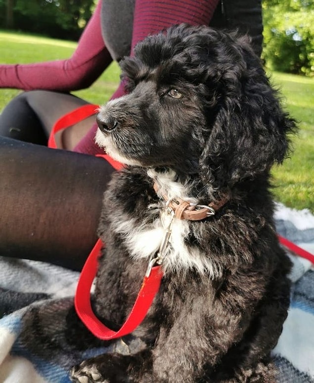 6. Portekizliler sayesinde hayvanlara alerjisi olanlar bir köpek sahiplenmeyi deneyebilirler: