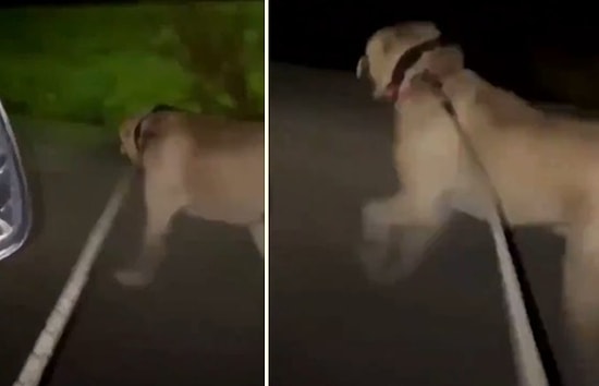 Kazana Girip Süt Banyosu Yapan Uğur Turgut'un Daha Önce de Bir Köpeğe İşkence Ettiği İddia Edilen Görüntüler Yayınlandı