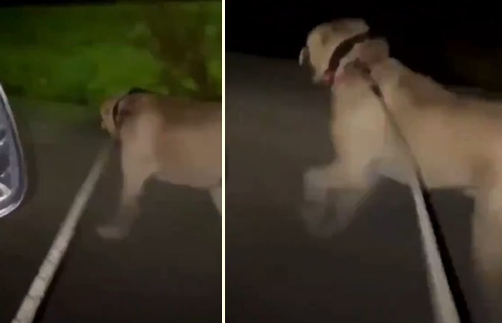 Kazana Girip Süt Banyosu Yapan Uğur Turgut'un Daha Önce de Bir Köpeğe İşkence Ettiği İddia Edilen Görüntüler Yayınlandı
