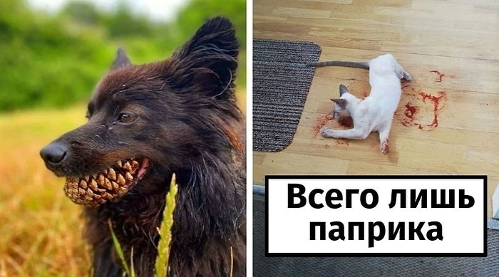 20 раз, когда домашние питомцы непреднамеренно заставили паниковать своих владельцев