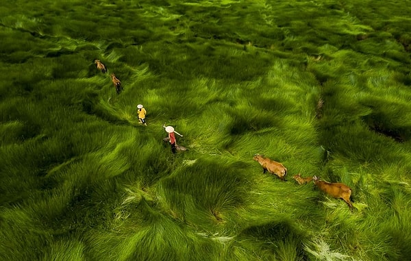 6. Категория "Люди": Пересечь поле