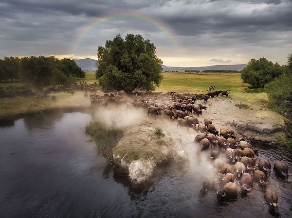14. Категория дикой природы: Возвращение домой