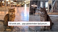 Tedavi Görüyordu... Herkesin Sevgisini Kazanan Ayasofya'nın Güzeller Güzeli Kedisi Gli Yaşamını Yitirdi
