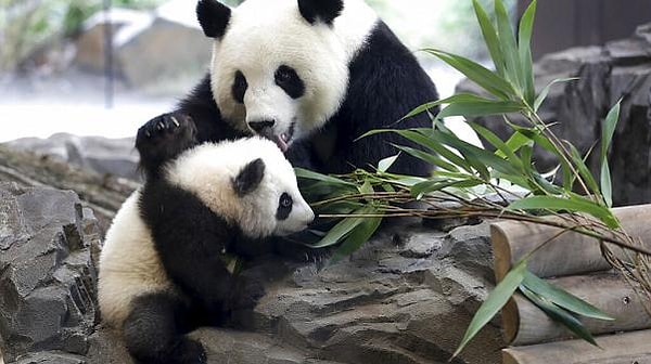 14. Doğadaki bir panda birden fazla yavruya sahip ve sadece biri ile ilgilenebilecek durumda ise hayatta kalmak için birini seçmek zorundadır.