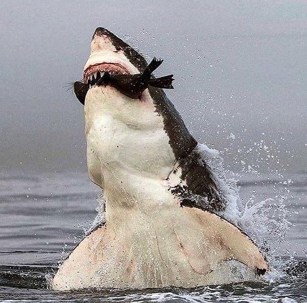 4. Fok yiyen beyaz köpek balığı: