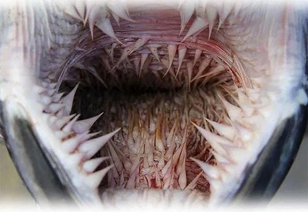 7. Kösele kabuklu deniz kaplumbağasının ağzının içi: