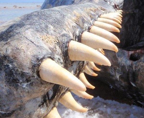12. Şimdiye dek yaşanmış en büyük yırtıcı olan ispermeçet balinası: