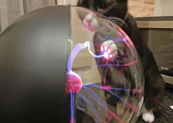 21. Bir kedi plazma topuna dokunursa ne olur?