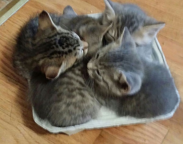 3. Котята нашли новую уютную постель ... в подстаканнике