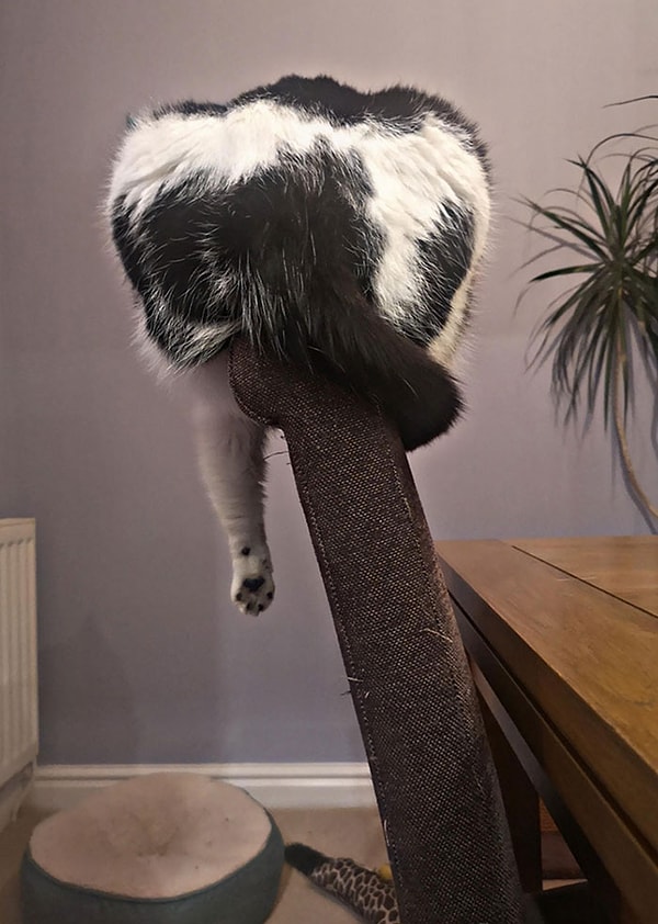 20. У него есть примерно 7 кошачьих лежаков, но он предпочитает висеть на спинке стула..