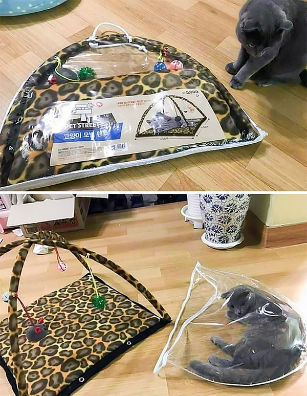 24. Кошачья логика выходит за рамки реальности