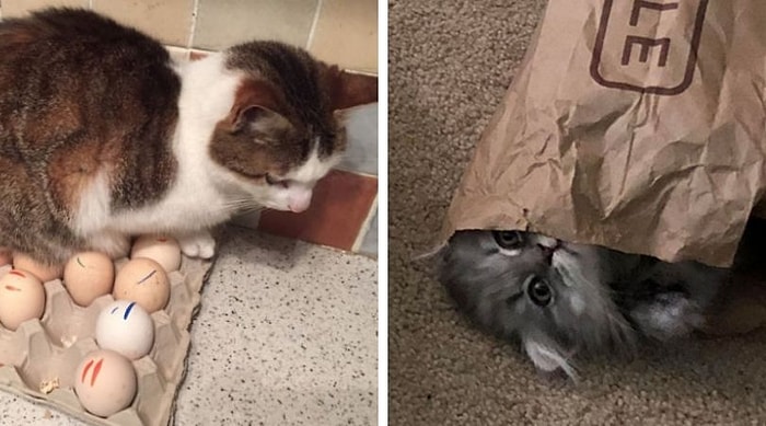 25 самых смешных случаев с кошками, которые спят где угодно, но только не там, где нужно