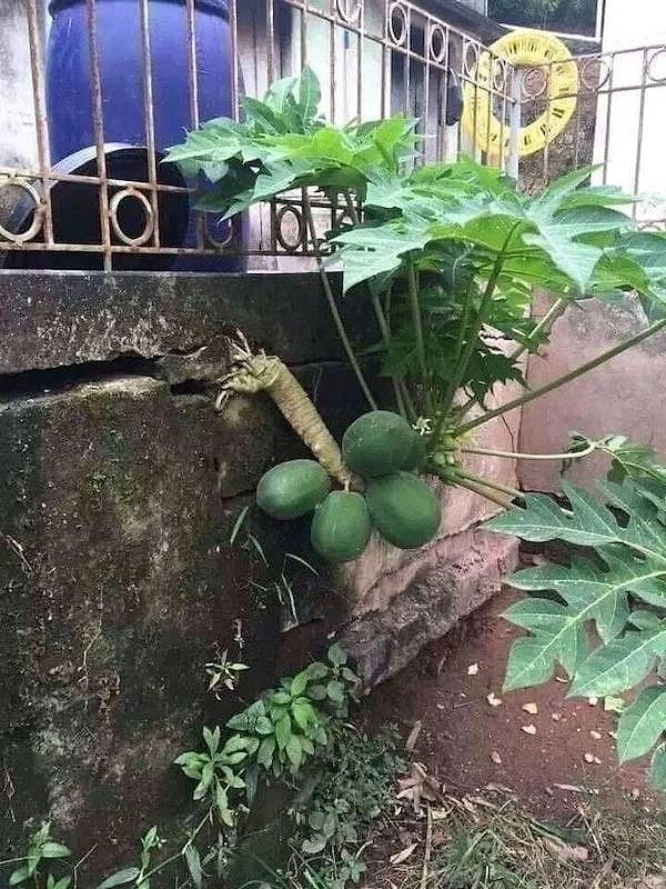 17. Пора собирать урожай!