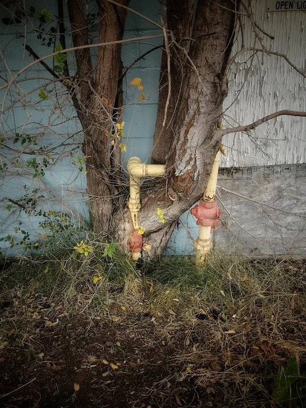 20. Не стоит недооценивать силу деревьев.