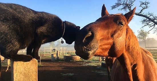 Друзья не разлей вода: добрая история о дружбе лошади и кота, которая не оставит никого равнодушным (17 фото)