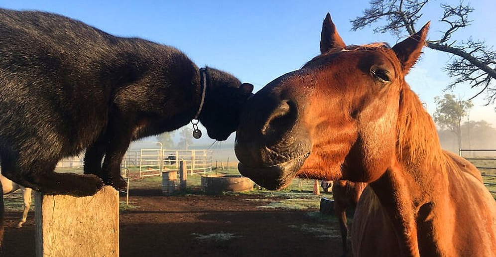 Друзья не разлей вода: добрая история о дружбе лошади и кота, которая не оставит никого равнодушным (17 фото)