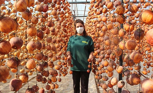 Evinin Balkonunda 40 Kilo ile Başladı Şimdi Yıllık 50 Ton Cennet Elmasını Kurutup Satıyor