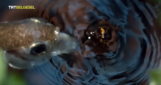 Okçu Balığının Su Püskürterek Avına Ulaştığı Muhteşem Görüntüler