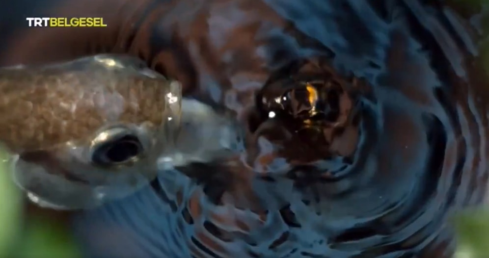Okçu Balığının Su Püskürterek Avına Ulaştığı Muhteşem Görüntüler