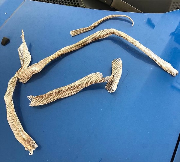 4. Кожа змеи?? Нашел это, когда пылесосил под нашей кроватью