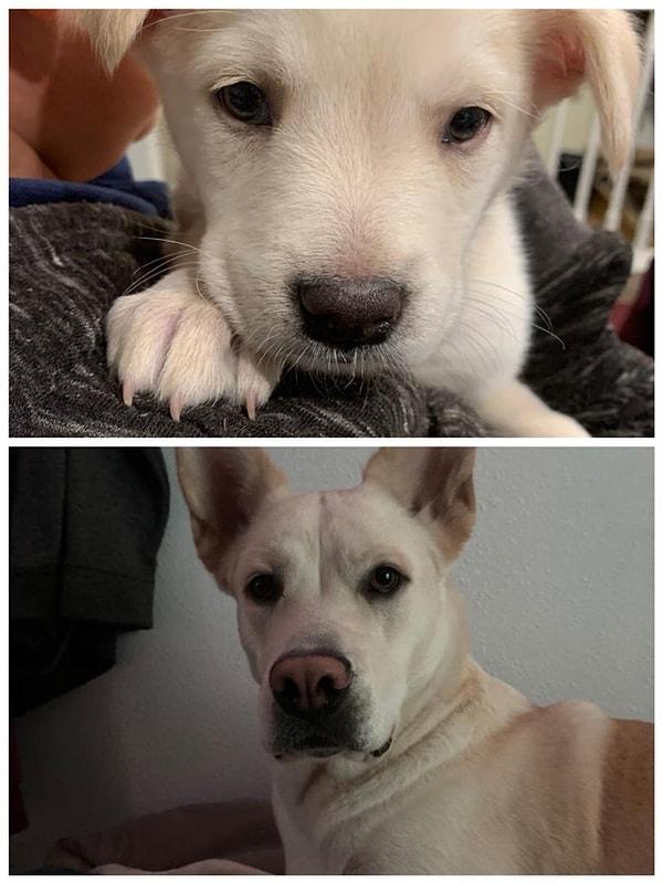 15. "9 ay süresince köpeğimin burnu inanılmaz şekilde değişti."