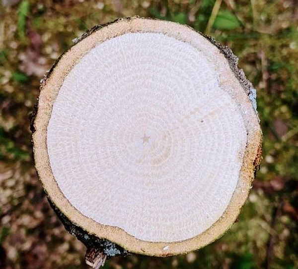 6. "Идеальная маленькая звездочка в центре ствола дерева".