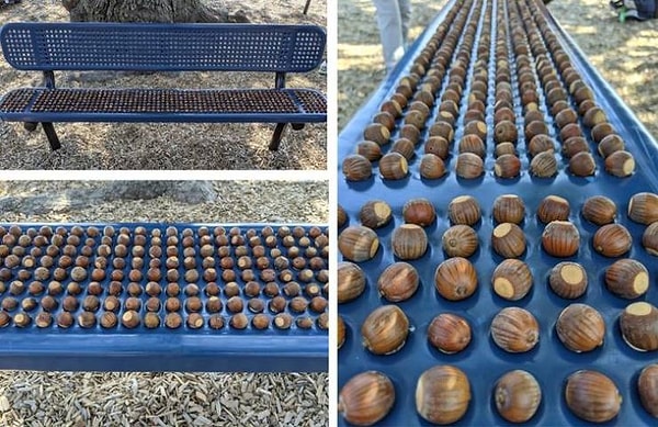 3. "Эти желуди просто идеально помещаются в дырочки на парковой скамейке!"