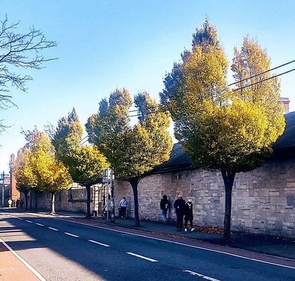 14. "Вы только посмотрите, насколько идеально подстрижены эти кроны деревьев, чтобы открыть проход электропроводам".