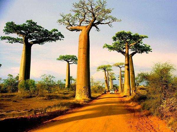 4. Madagaskar