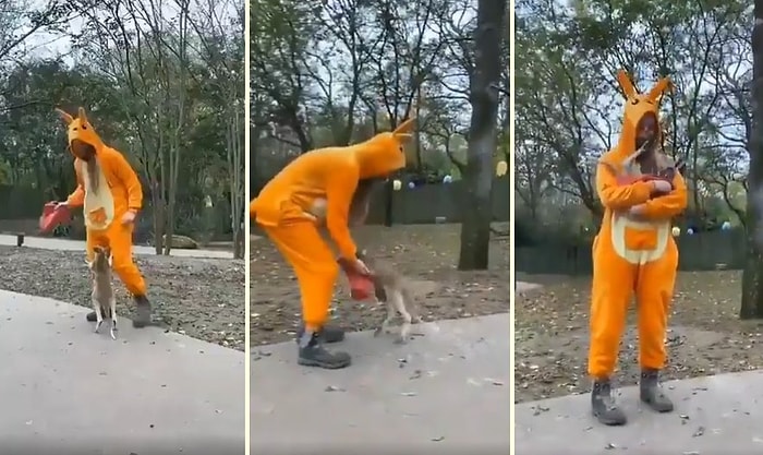 Annesi Hayatını Kaybeden Yavru Kanguruya Giydiği Kıyafet ile Annelik Yapan Güzel İnsan
