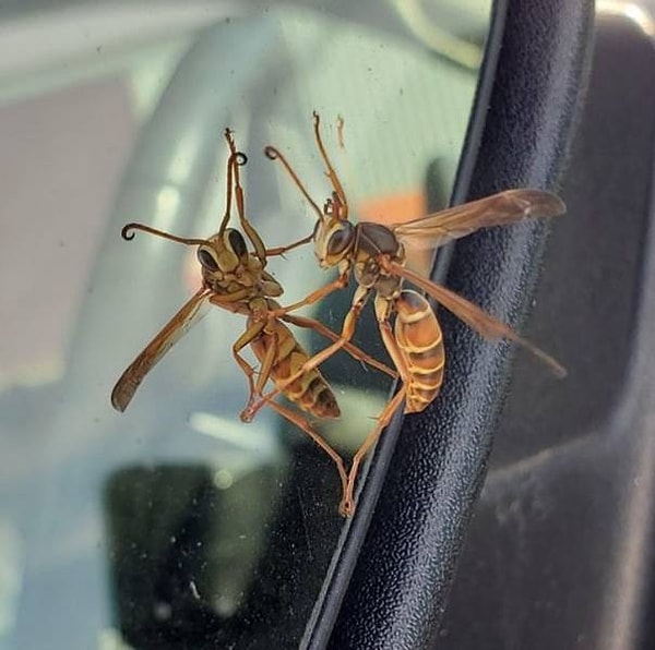 24. "Сфотографировал эту осу на стекле машины, и кажется, что она машет мне своей лапкой!"